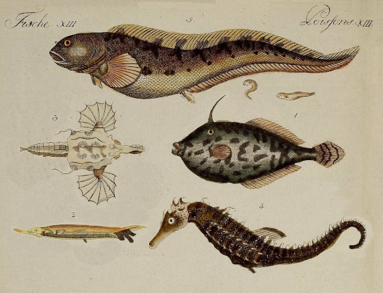 Old bookplate, A diverse variety of fish species