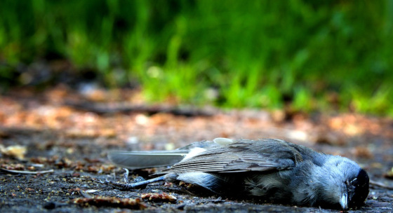 Dead bird on the ground
