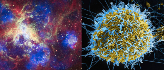 The Tarantula Nebula and the Ebola Virus