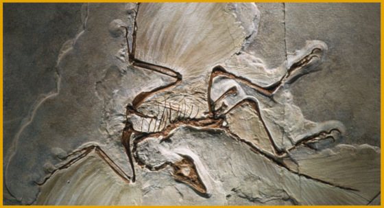 Archaeopteryx fossil.